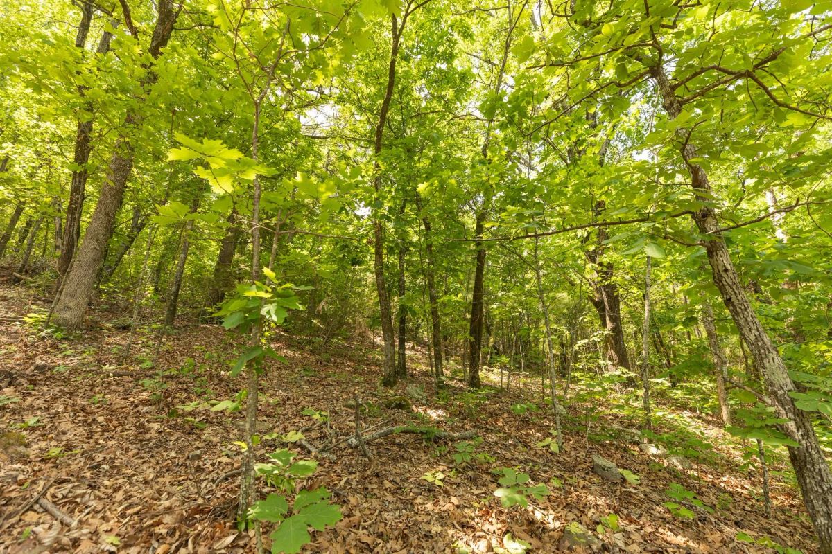 Decorative background for Stone Bridge Reserve Tract 32 image 8