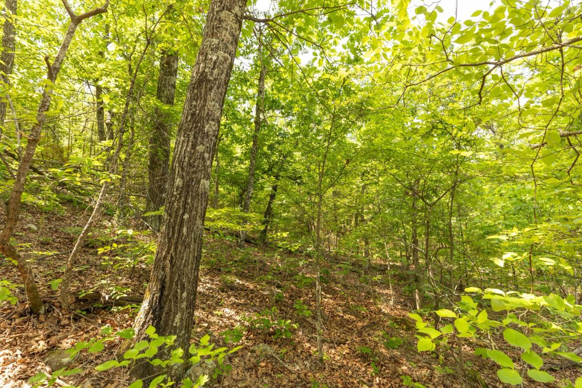 Decorative background for Stone Bridge Reserve Tract 32 image 11