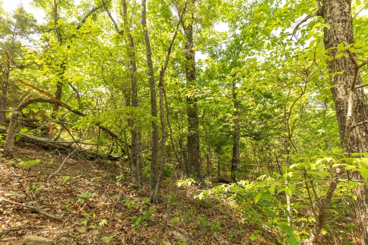 Decorative background for Stone Bridge Reserve Tract 32 image 12