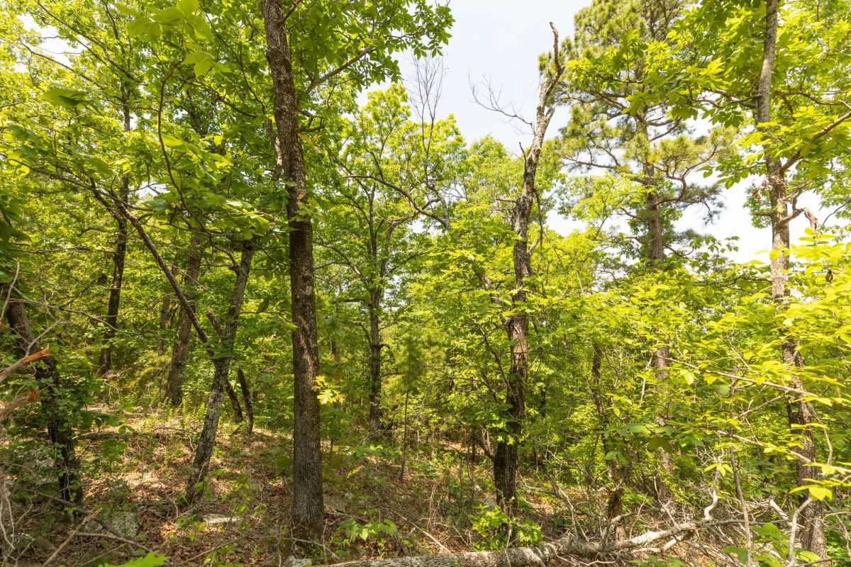 Decorative background for Stone Bridge Reserve Tract 32 image 13