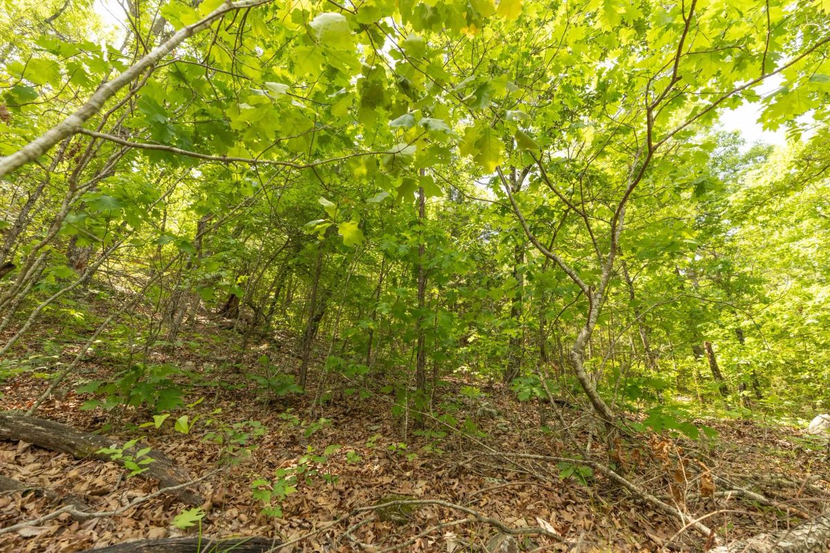 Decorative background for Stone Bridge Reserve Tract 32 image 14
