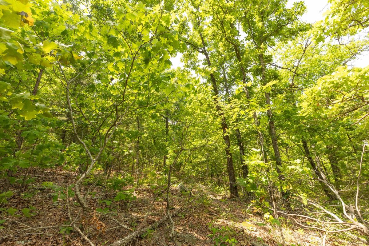 Decorative background for Stone Bridge Reserve Tract 32 image 15
