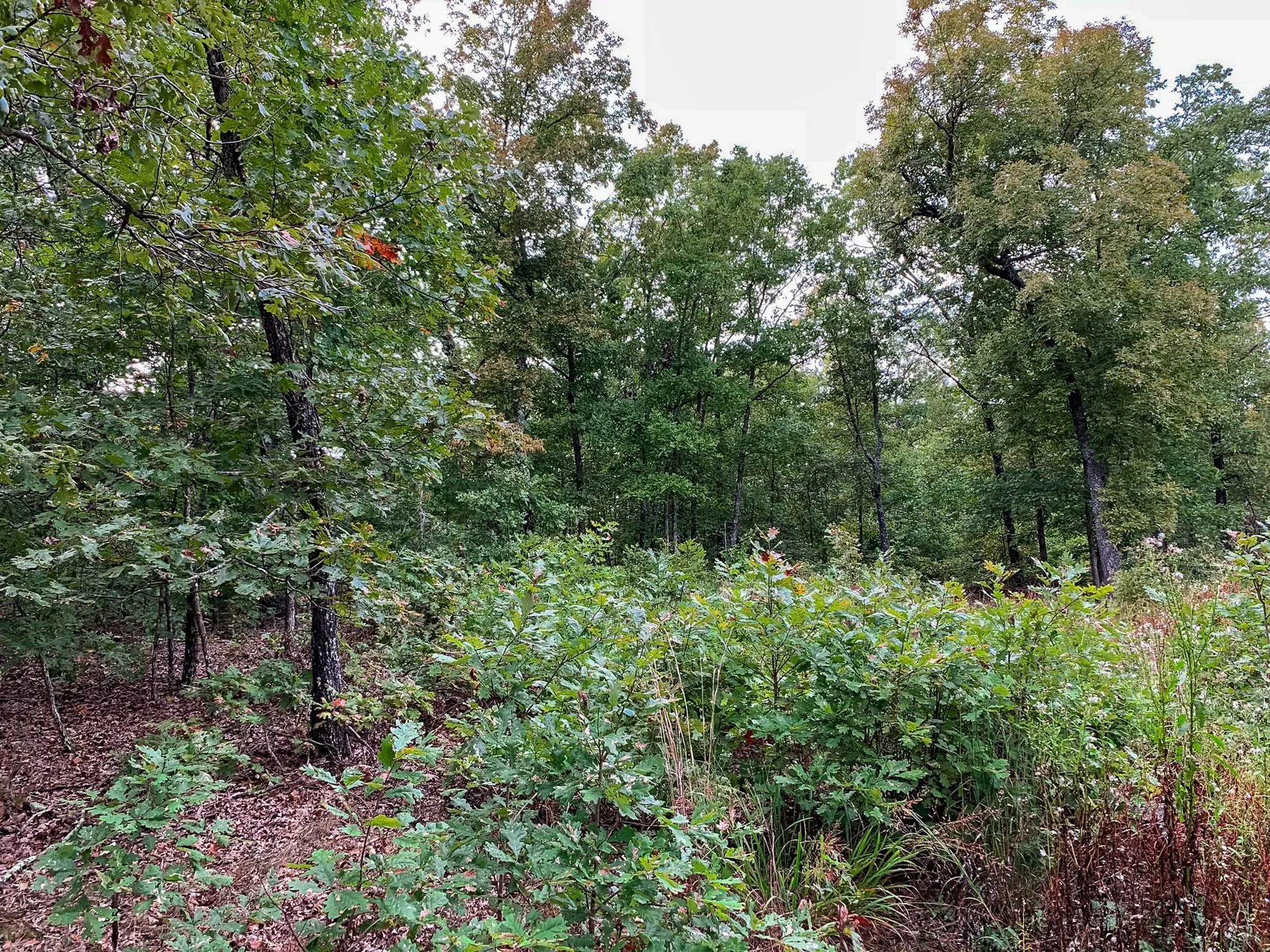 Wagon Wheel Ranch Tract 31 in Dent County, MO