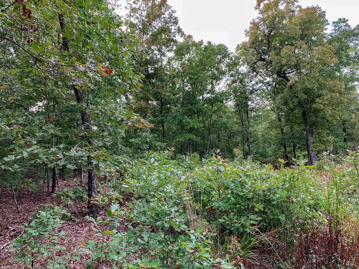 Wagon Wheel Ranch Tract 31 - Image 3