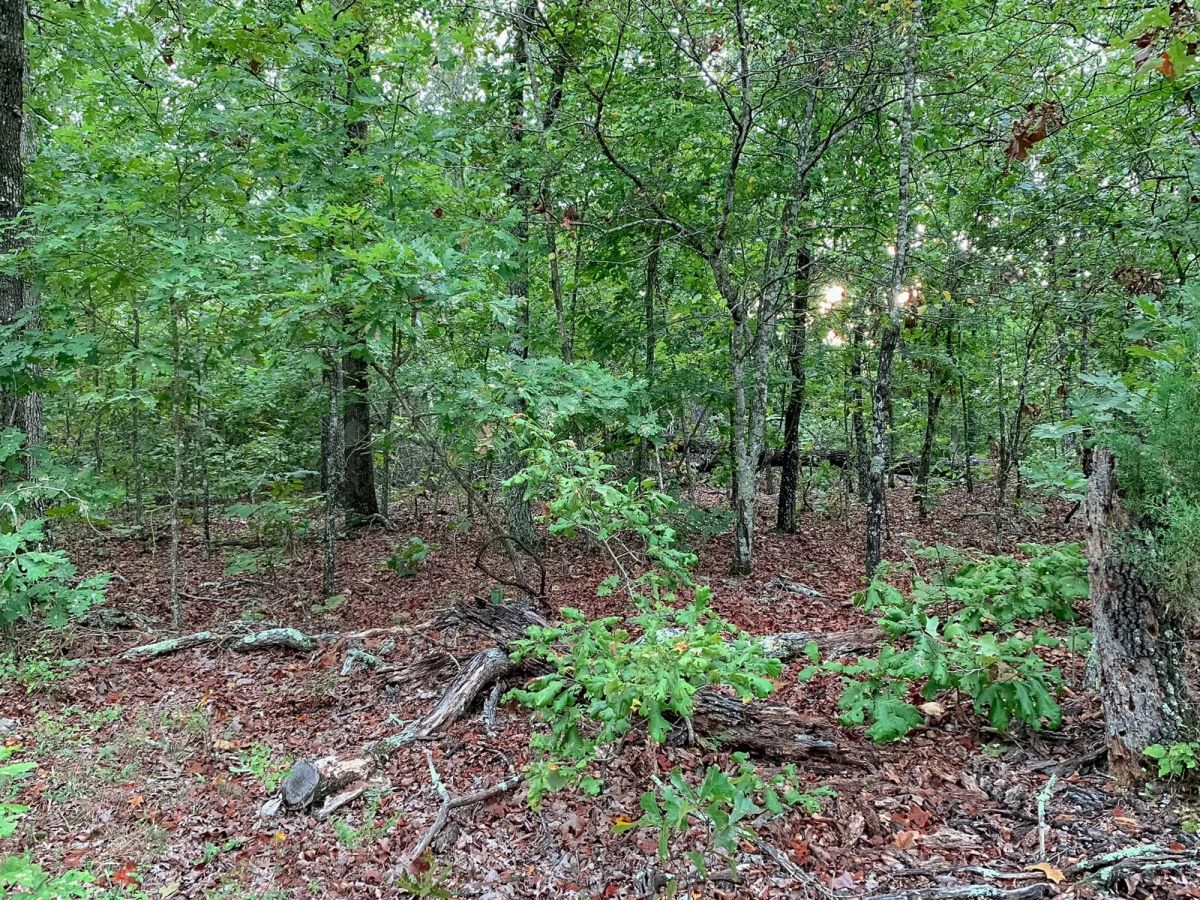 Wagon Wheel Ranch Tract 31 - Image 4