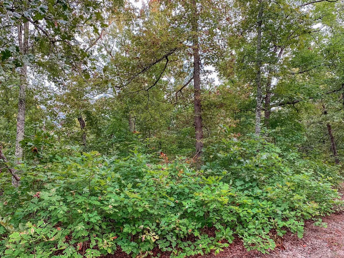 Decorative background for Wagon Wheel Ranch Tract 31 image 6