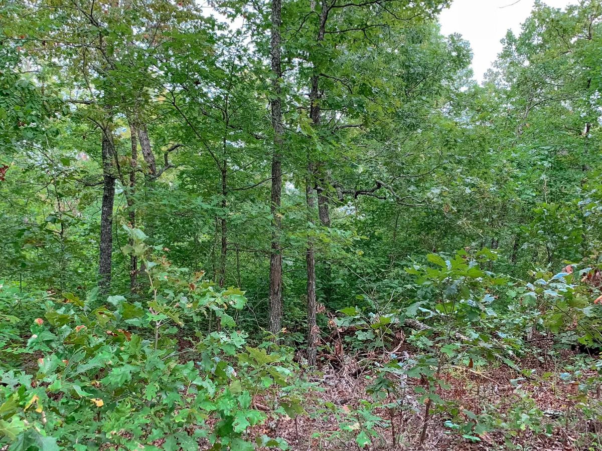 Decorative background for Wagon Wheel Ranch Tract 31 image 8