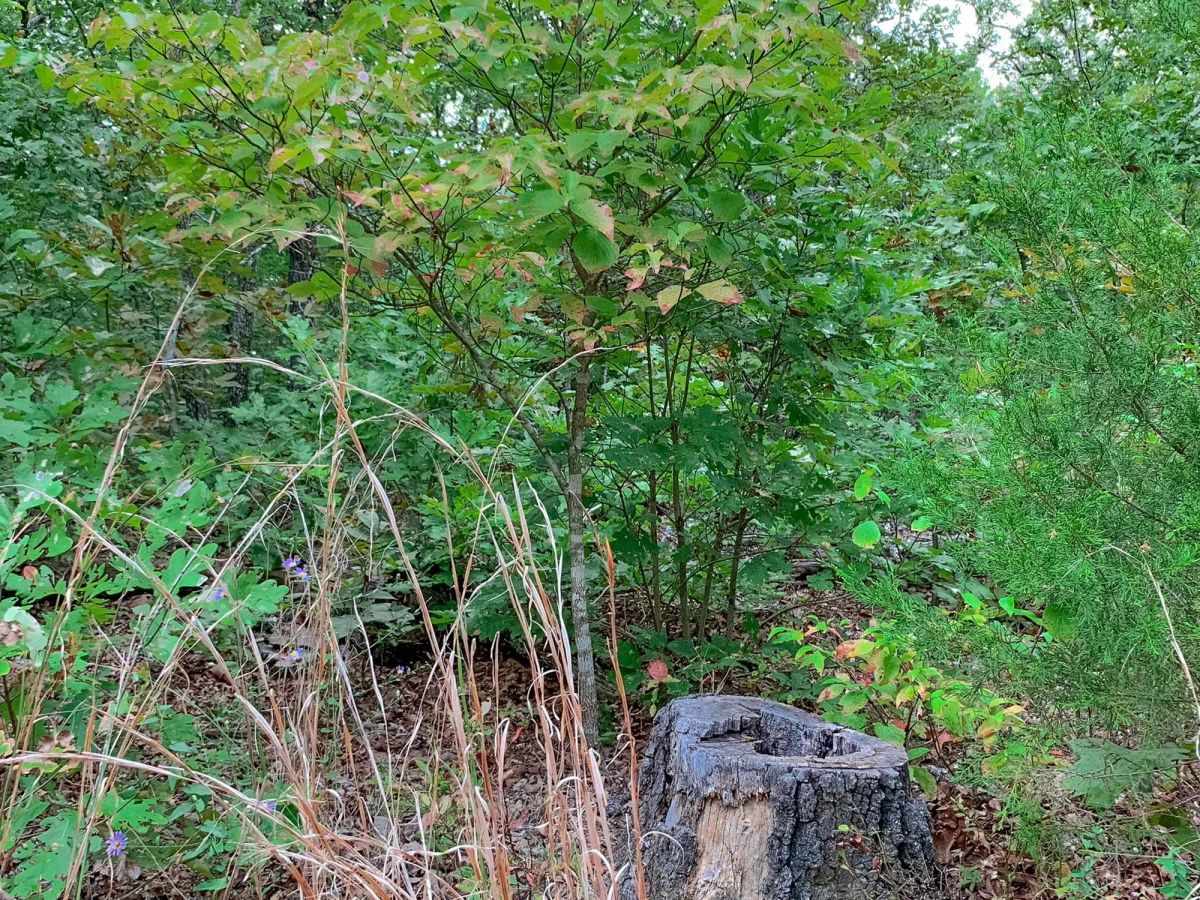 Decorative background for Wagon Wheel Ranch Tract 31 image 9