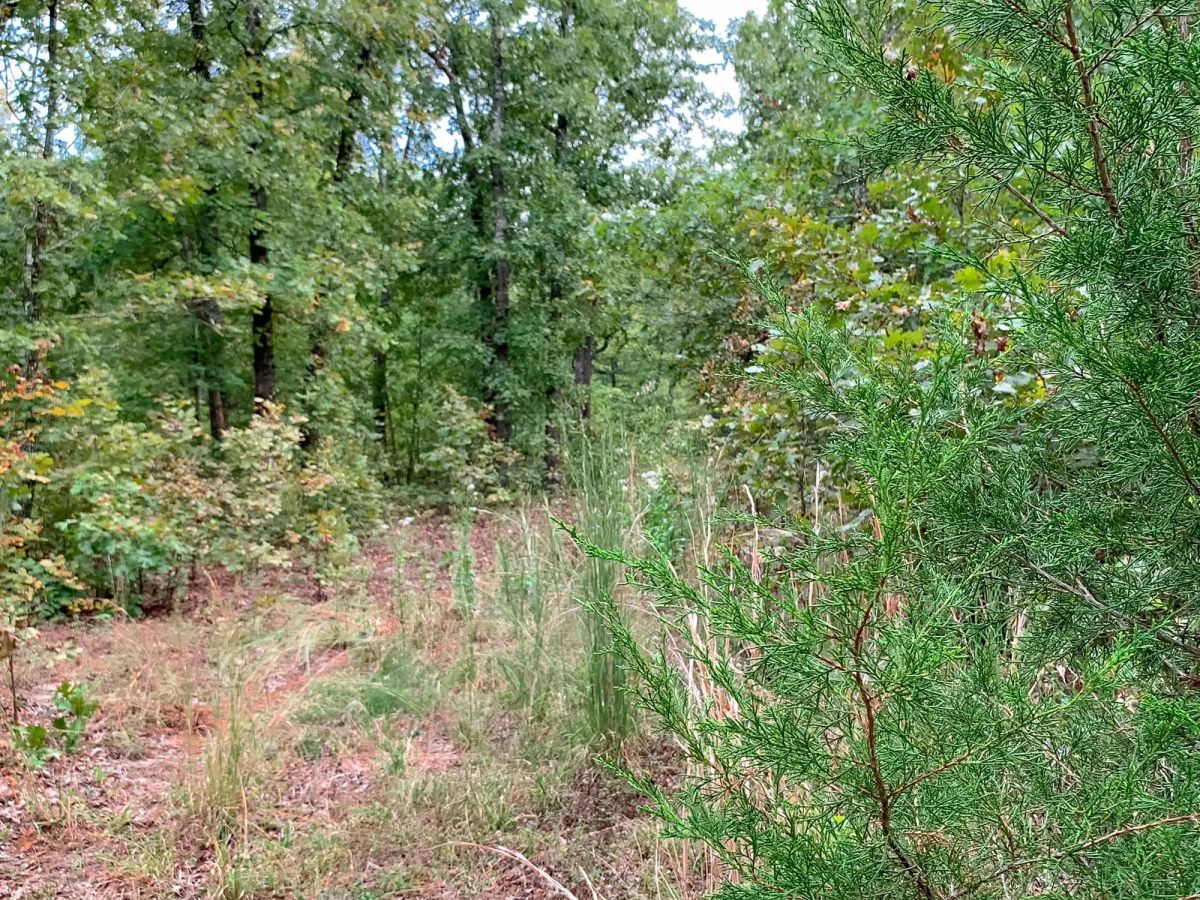 Decorative background for Wagon Wheel Ranch Tract 31 image 11