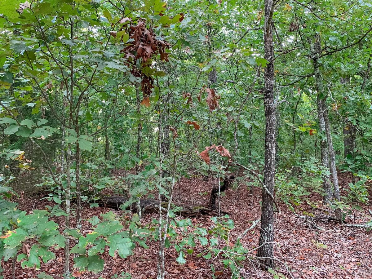 Decorative background for Wagon Wheel Ranch Tract 31 image 12