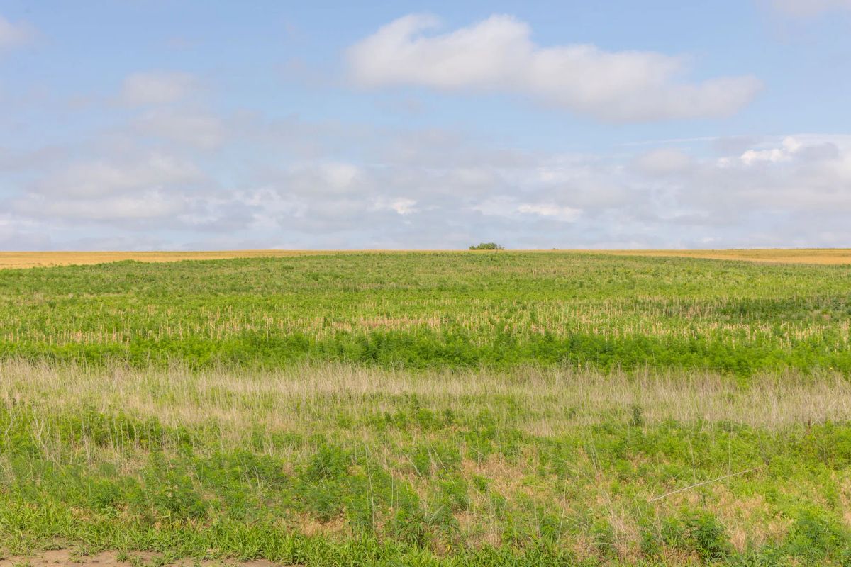 Decorative background for Crandall's Corner Tract 17 image 6