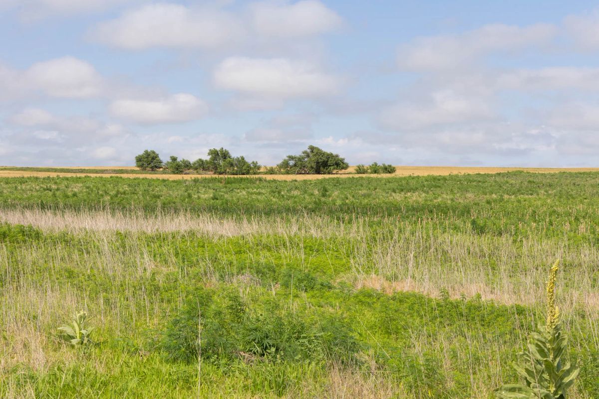 Decorative background for Crandall's Corner Tract 17 image 8