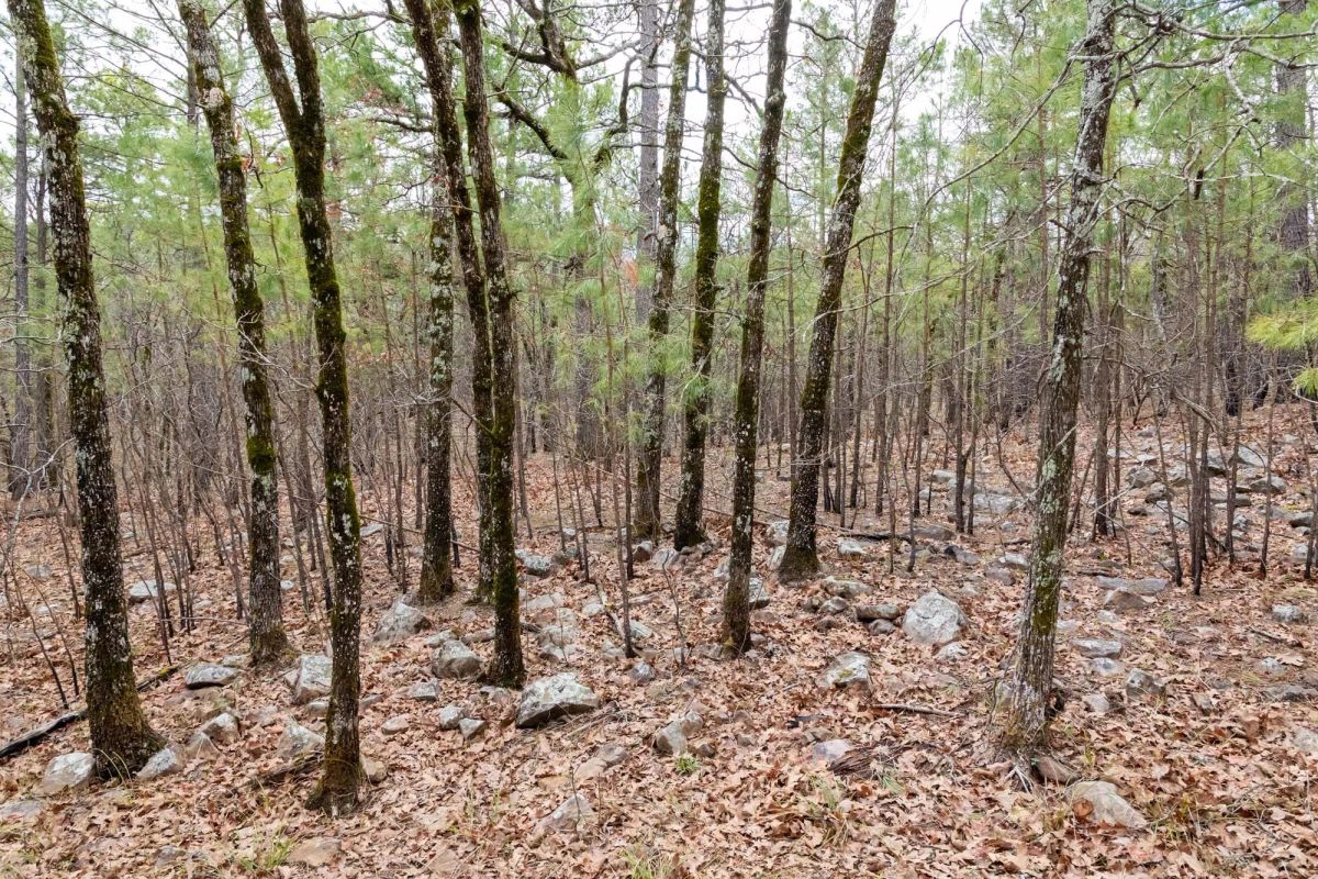 Decorative background for Stone Bridge Phase III Tract 196 image 7