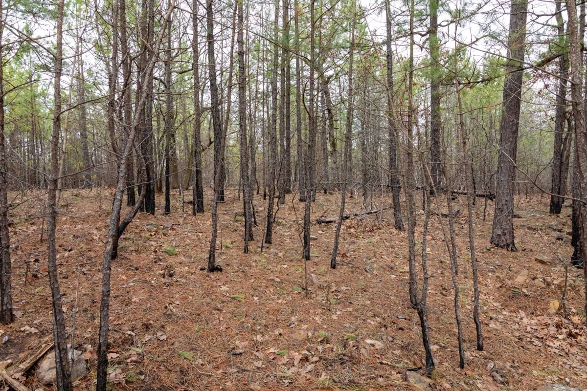 Decorative background for Stone Bridge Phase III Tract 196 image 8