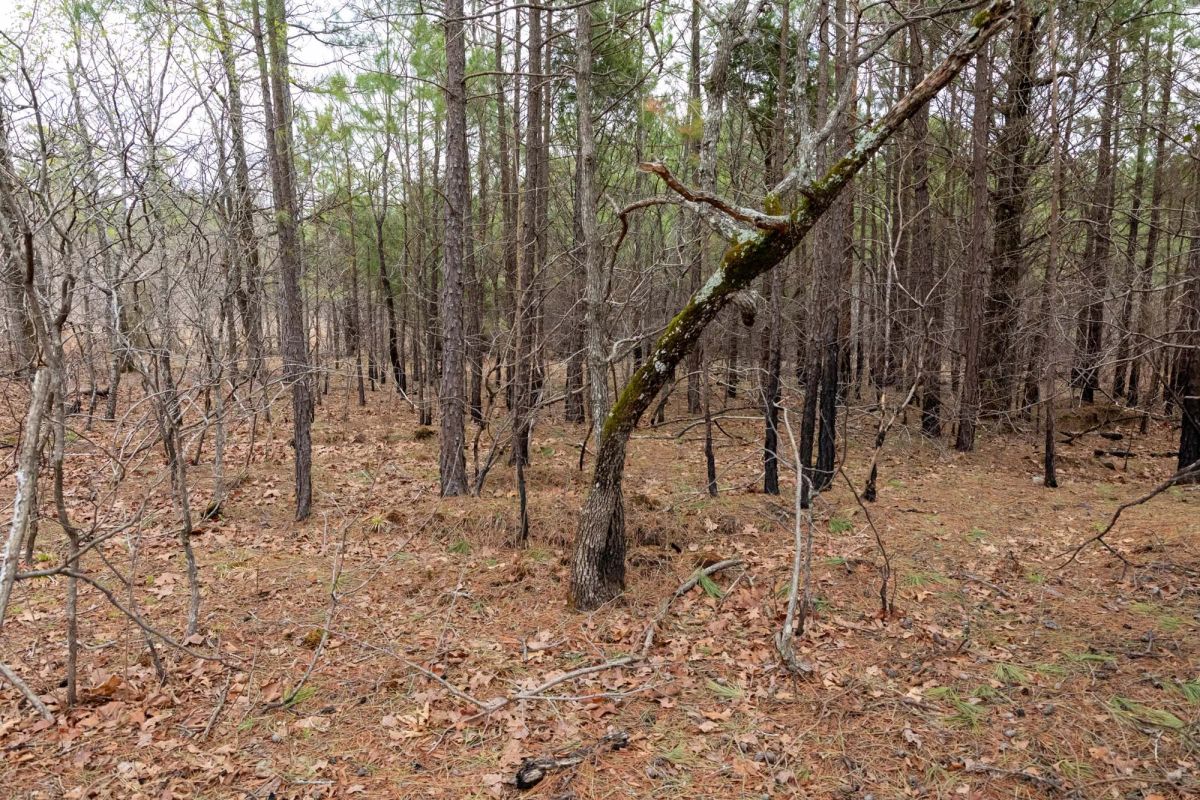 Decorative background for Stone Bridge Phase III Tract 196 image 13
