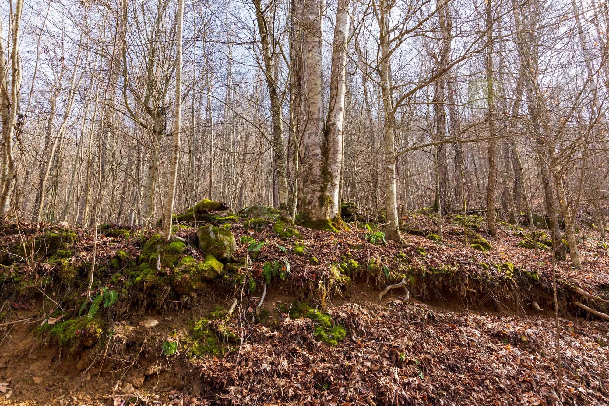 Blackstone Mountain Phase II Tract 63 in Clay County, KY