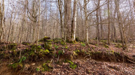 Blackstone Mountain Phase II Tract 63 in Clay County, KY