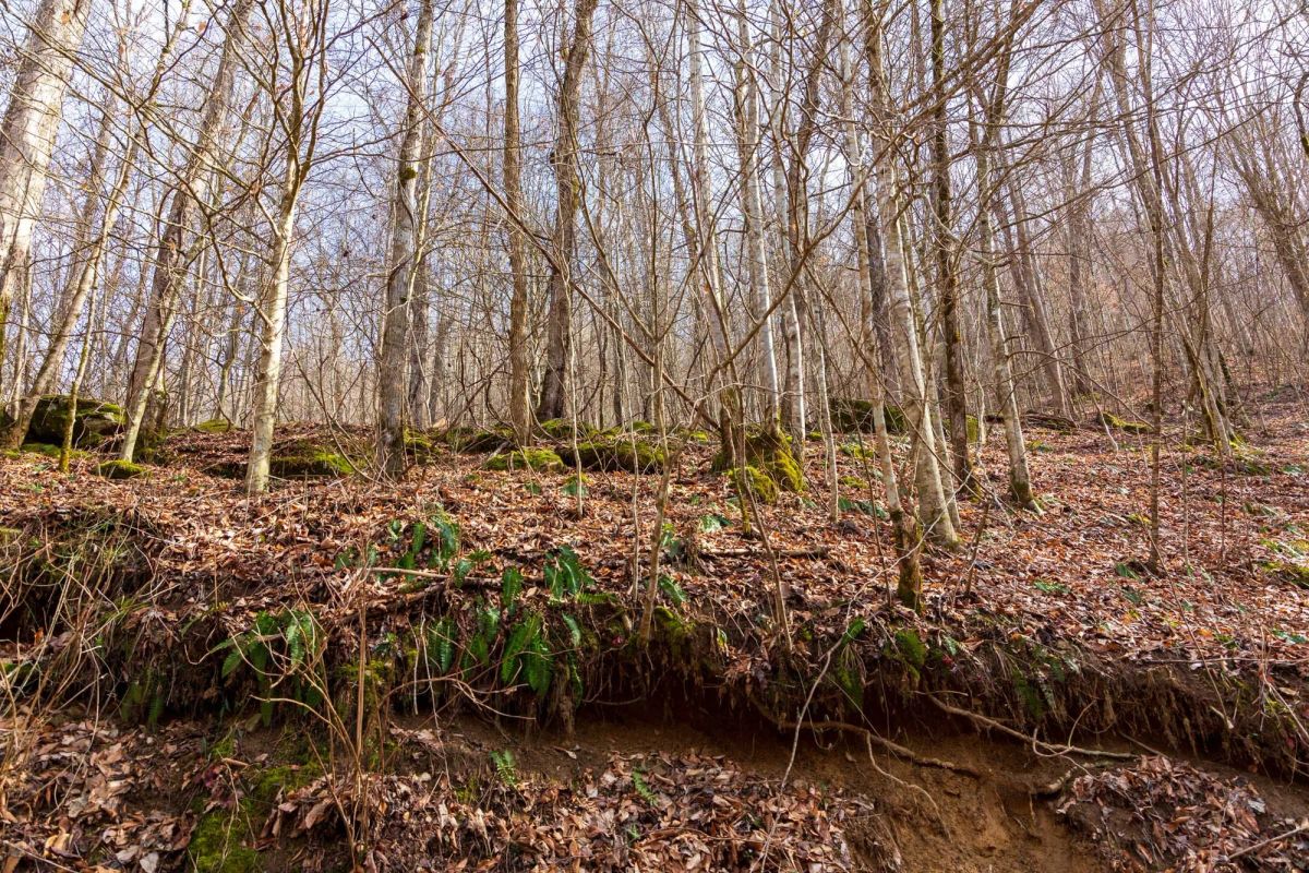 Blackstone Mountain Phase II Tract 63 - Image 3