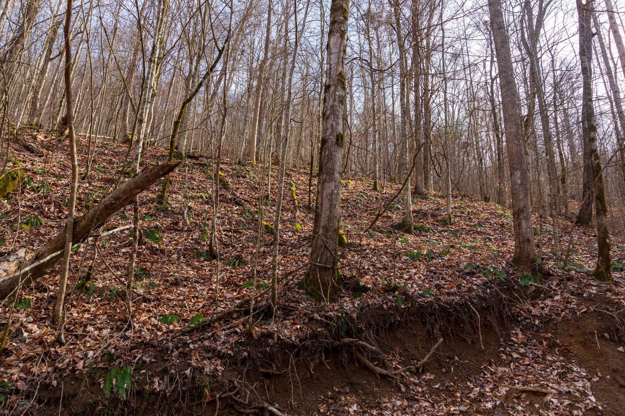 Blackstone Mountain Phase II Tract 63 in Clay County, KY