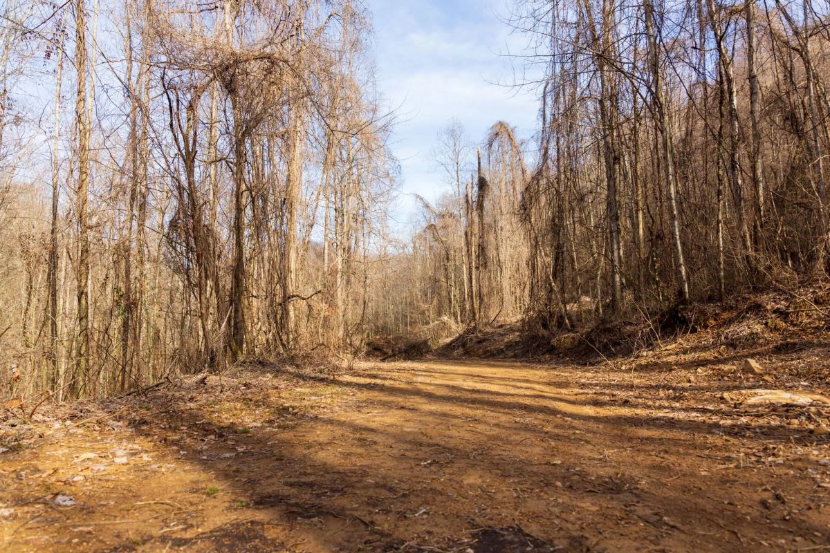 Decorative background for Blackstone Mountain Phase II Tract 63 image 5