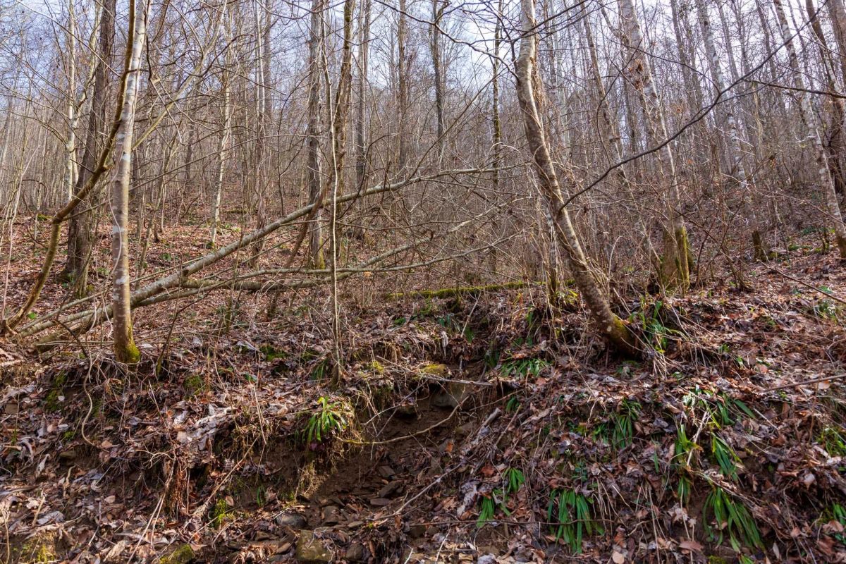 Decorative background for Blackstone Mountain Phase II Tract 63 image 6