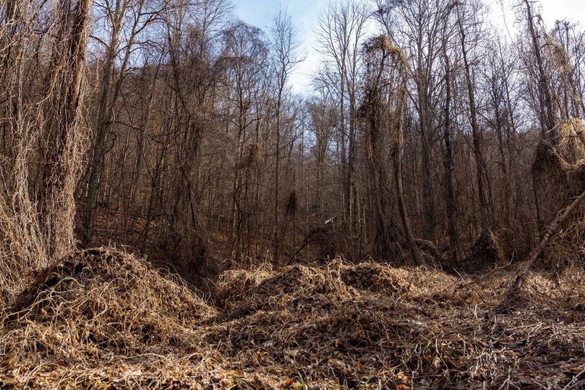 Decorative background for Blackstone Mountain Phase II Tract 63 image 7