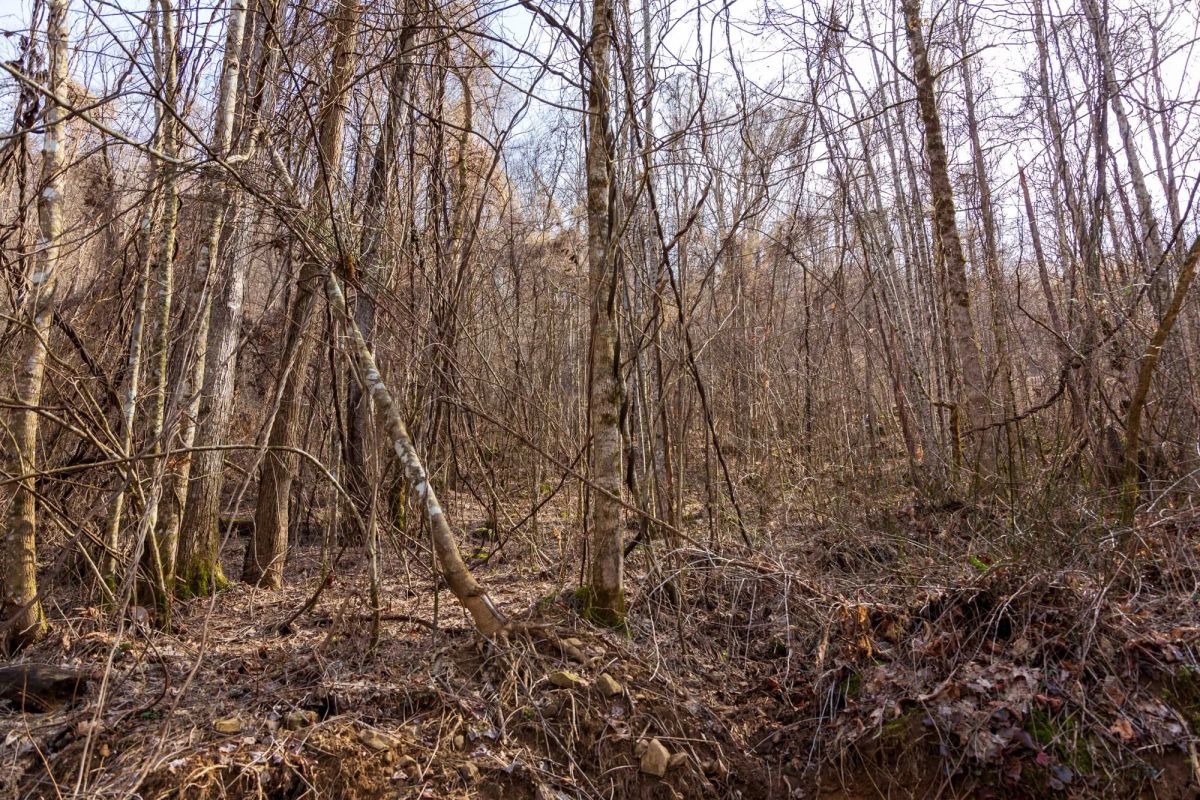 Decorative background for Blackstone Mountain Phase II Tract 63 image 8