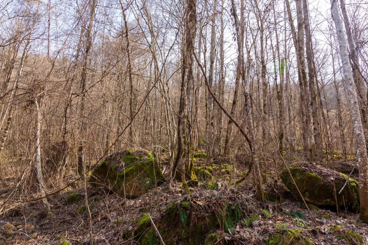 Decorative background for Blackstone Mountain Phase II Tract 63 image 9