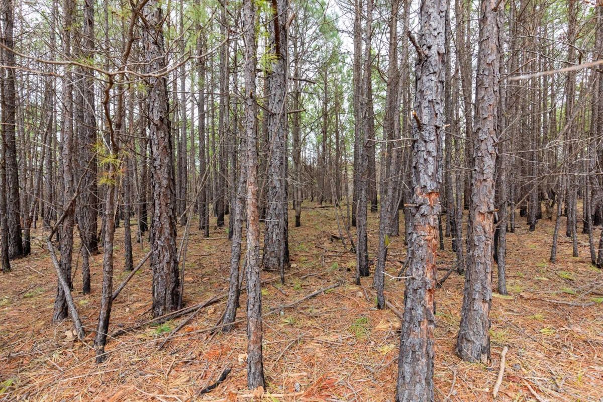 Decorative background for Stone Bridge Phase III Tract 176 image 8