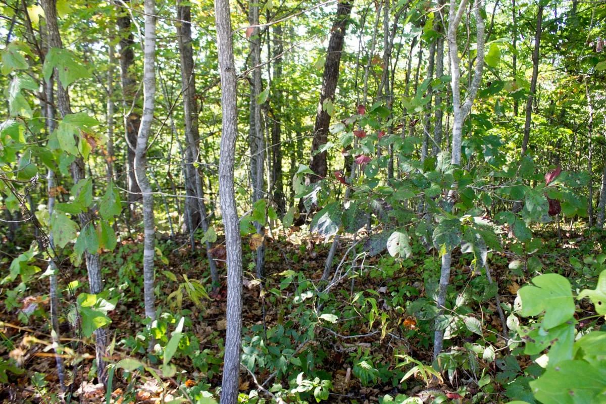 Black Oak Ranch Tract 8