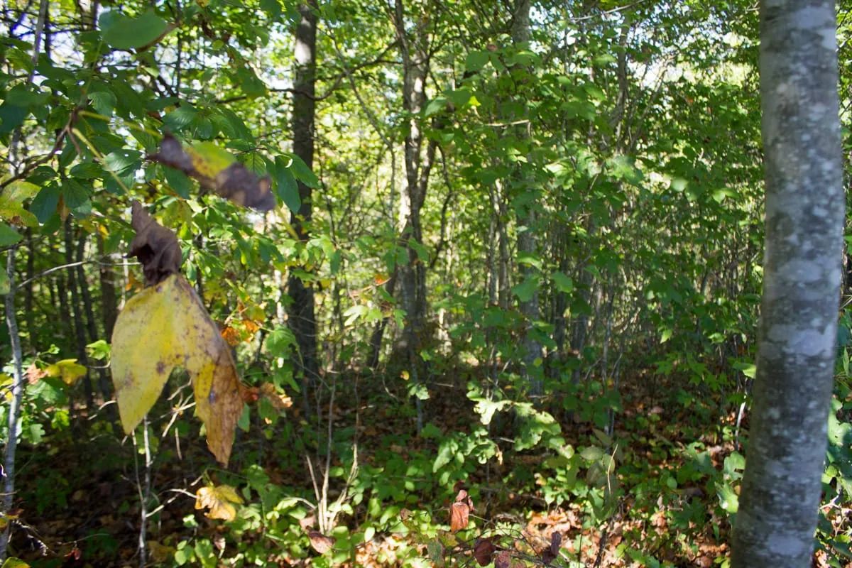 Black Oak Ranch Tract 8 - Image 4