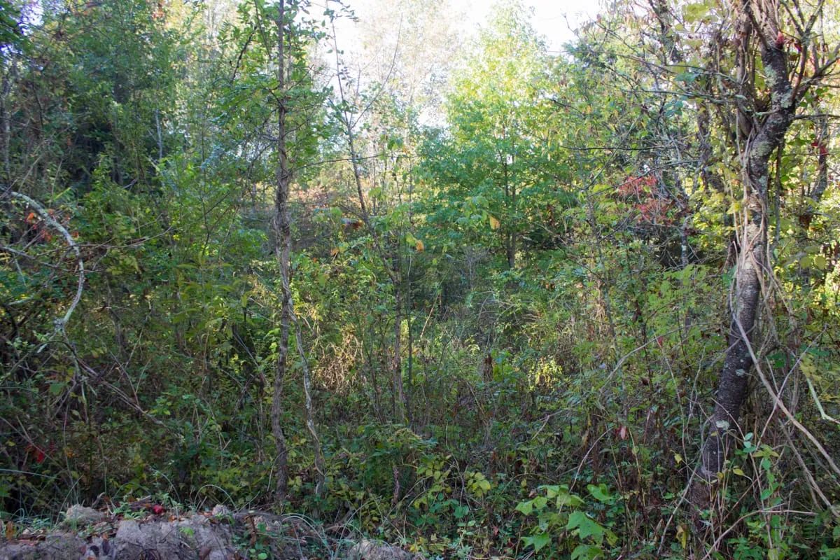 Decorative background for Black Oak Ranch Tract 8 image 5