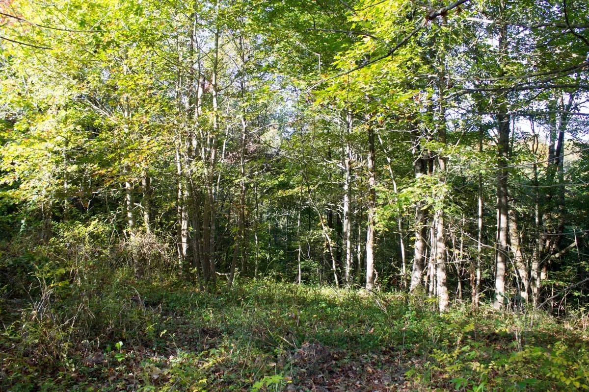 Decorative background for Black Oak Ranch Tract 8 image 8
