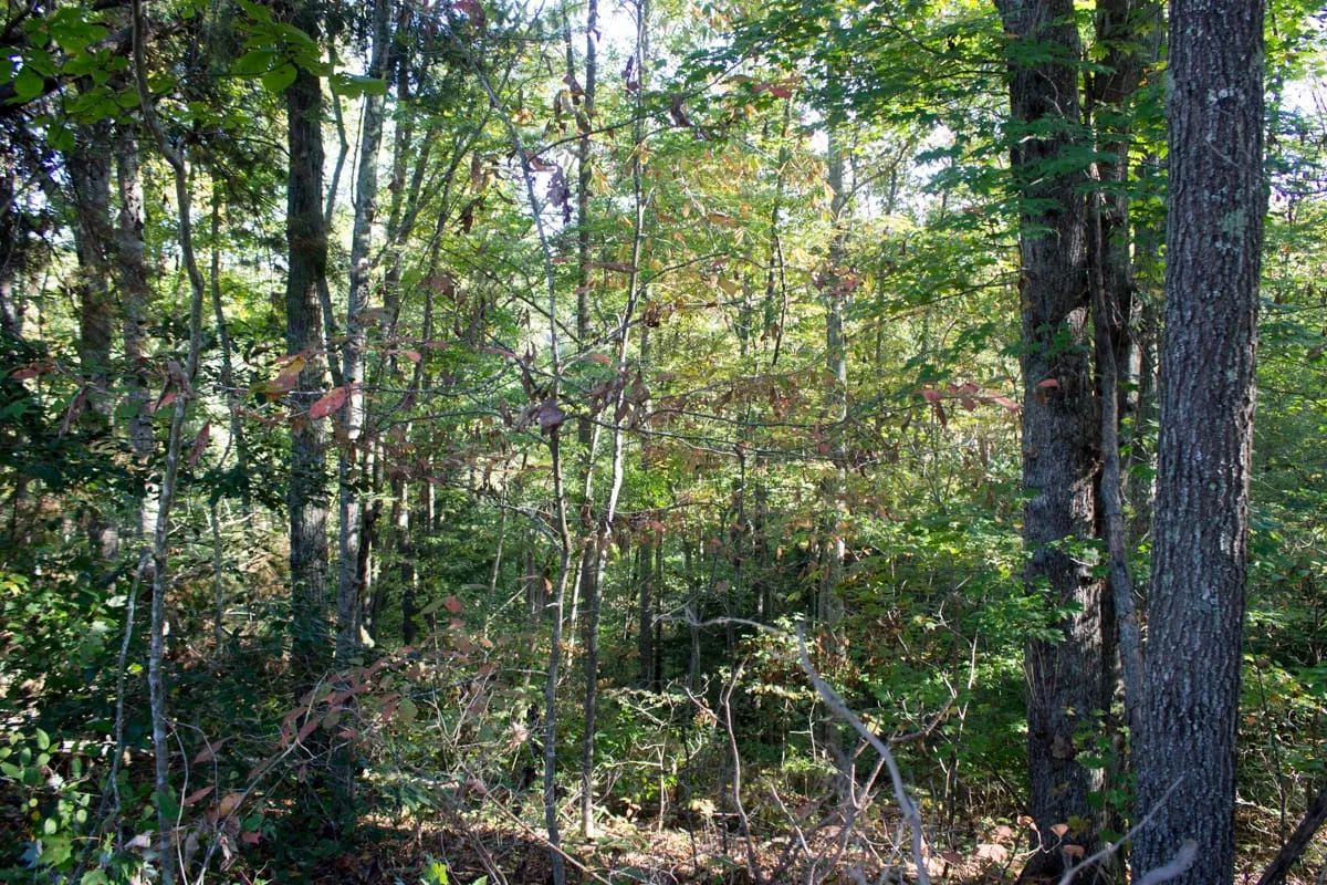 Decorative background for Black Oak Ranch Tract 8 image 9