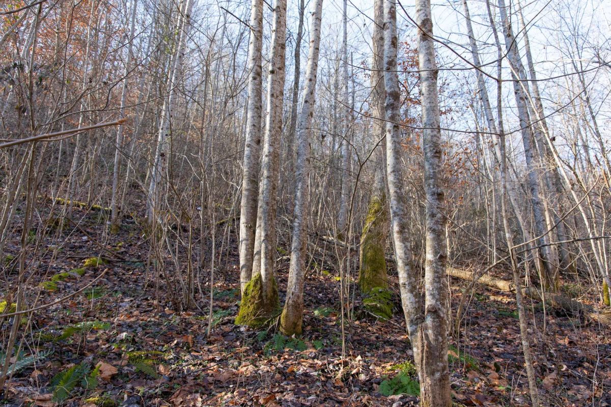 Decorative background for Blackstone Mountain Phase I Tract 8 image 7