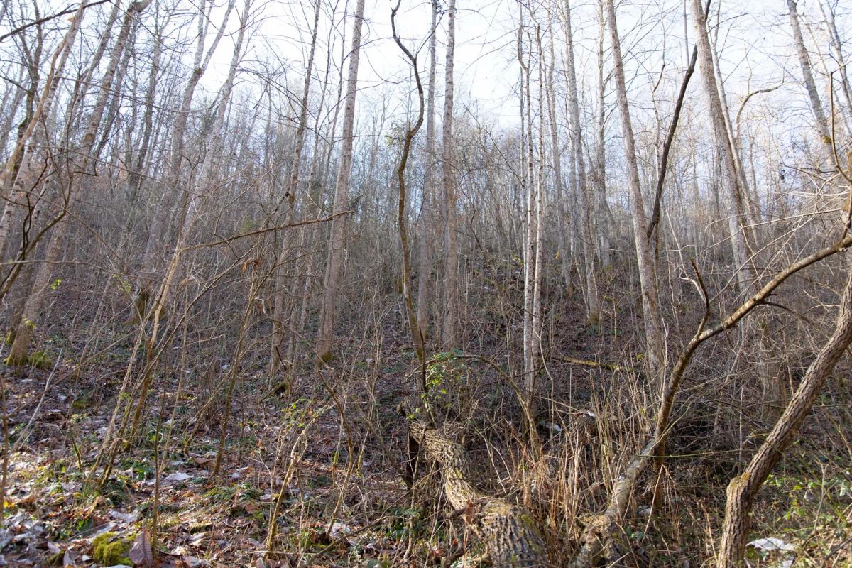 Decorative background for Blackstone Mountain Phase I Tract 8 image 11