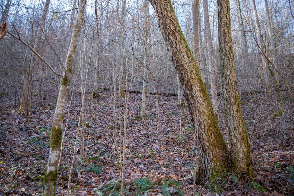 Decorative background for Blackstone Mountain Phase I Tract 8 image 12