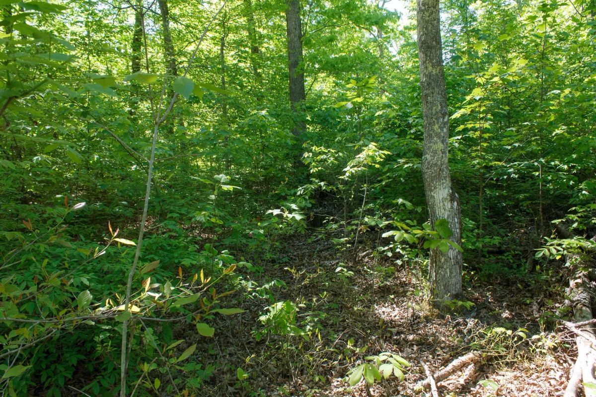 Riverbend Tract 12 - Image 4