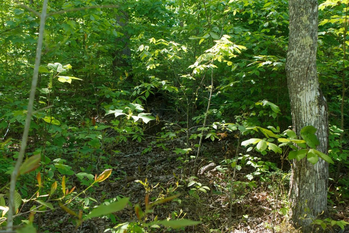 Decorative background for Riverbend Tract 12 image 5