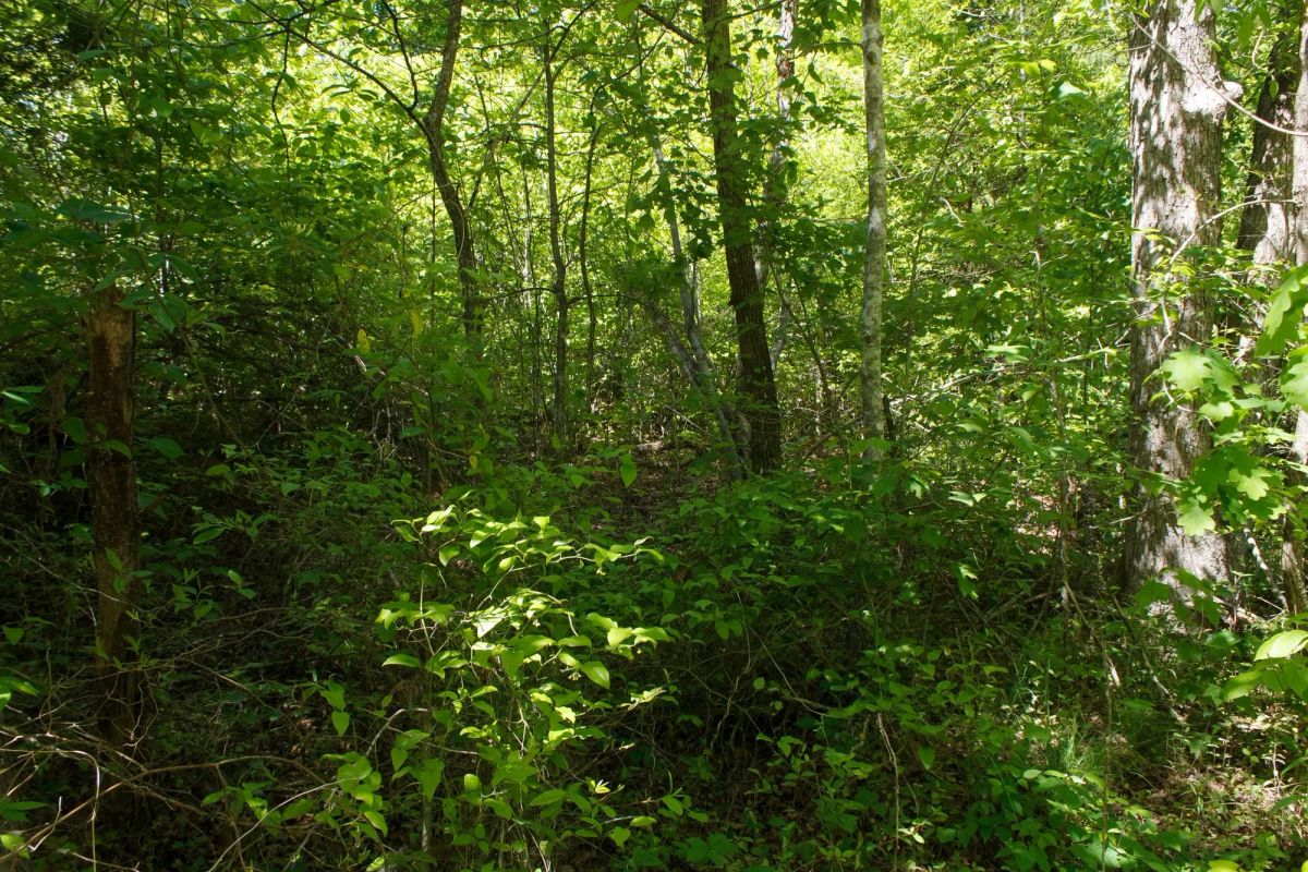 Decorative background for Riverbend Tract 12 image 7