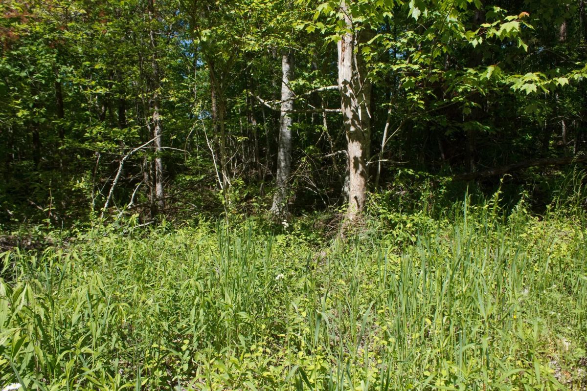 Decorative background for Riverbend Tract 12 image 9
