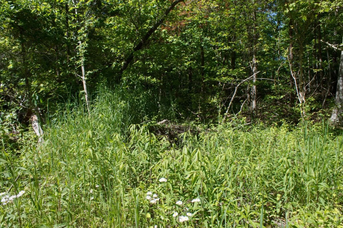 Decorative background for Riverbend Tract 12 image 10