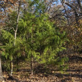 Harmony Hills Tract 50 in Pittsburg County, OK