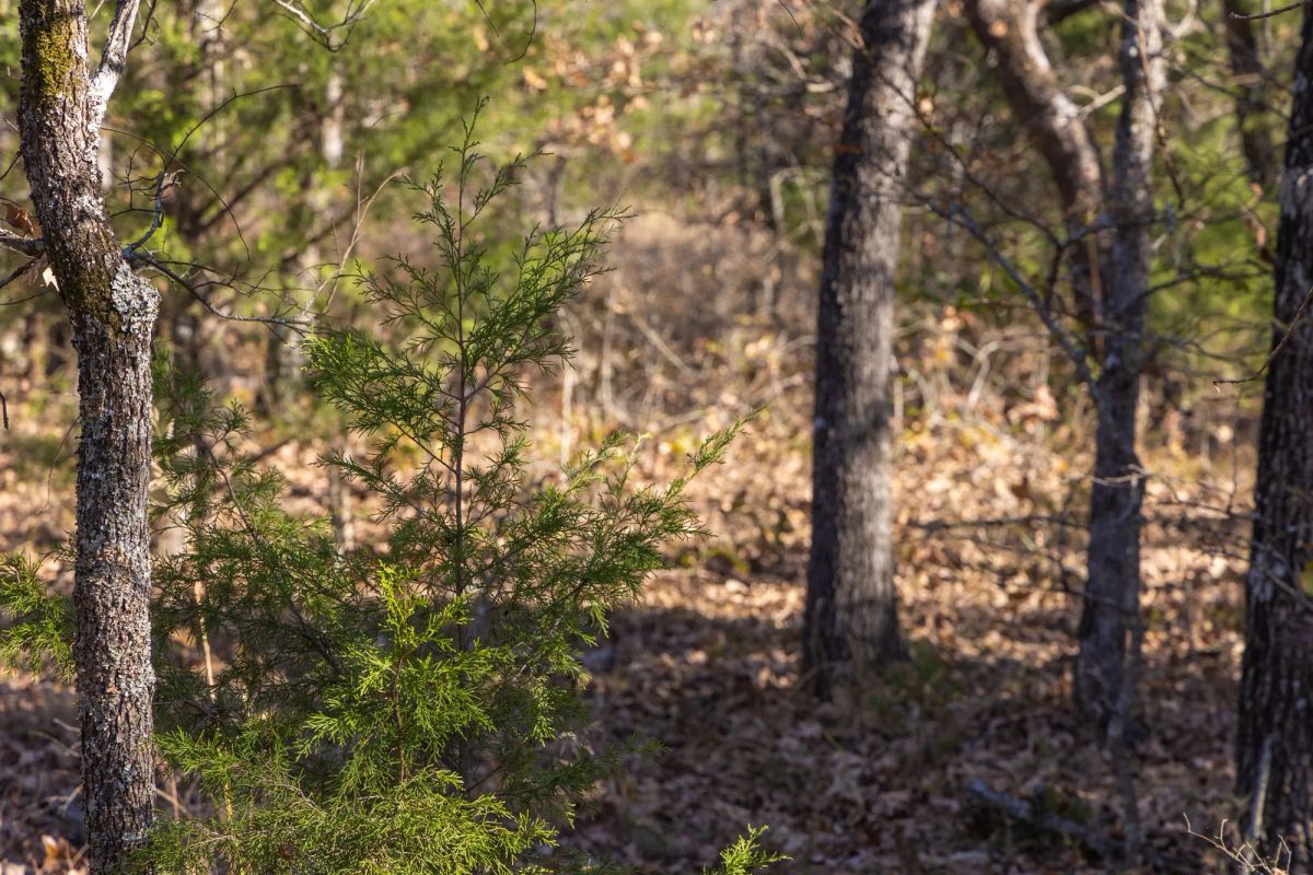 Decorative background for Harmony Hills Tract 50 image 5
