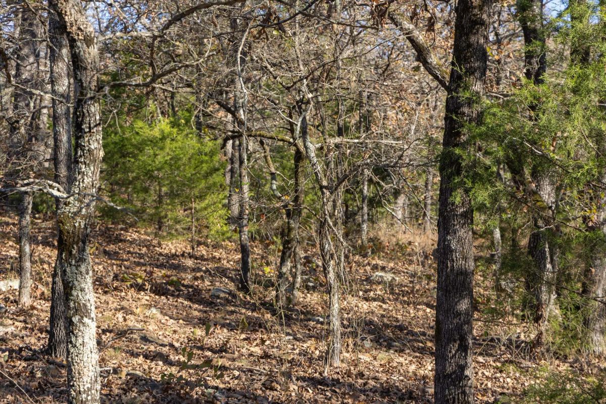 Decorative background for Harmony Hills Tract 50 image 6