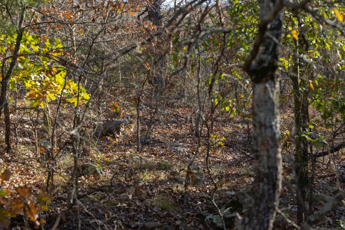 Decorative background for Harmony Hills Tract 50 image 8