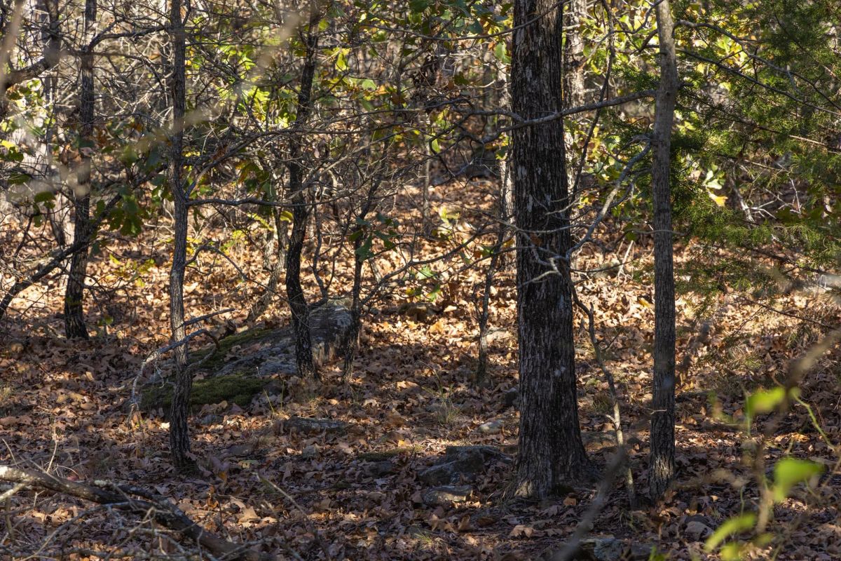 Decorative background for Harmony Hills Tract 50 image 9