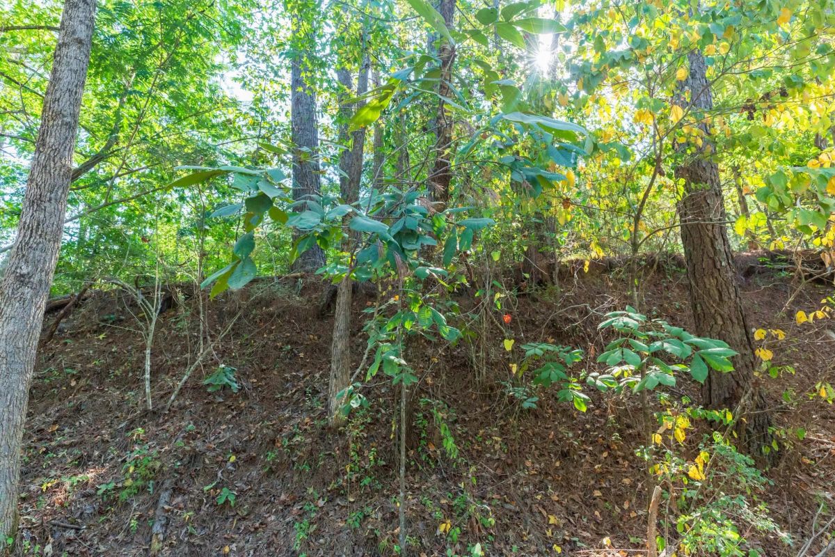 Willow Grove Tract 9 - Image 2
