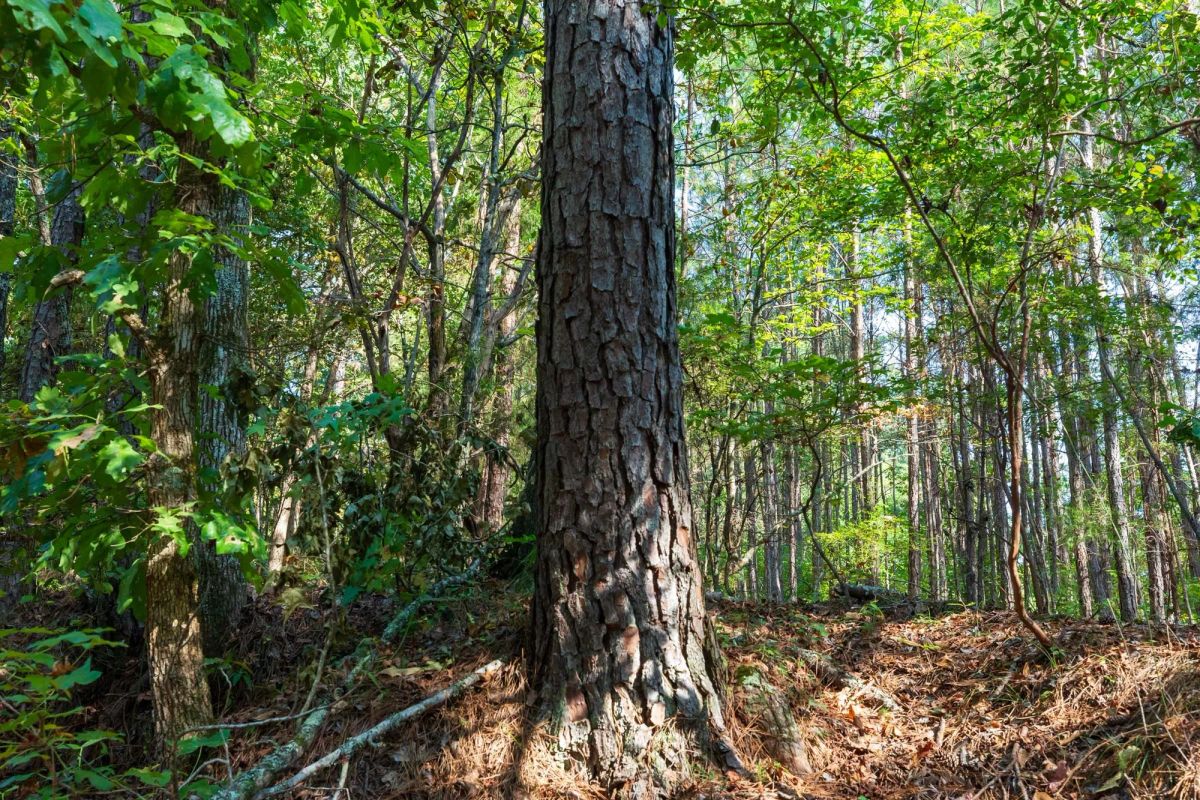 Willow Grove Tract 9 - Image 3