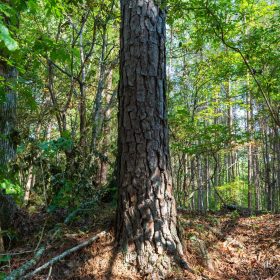 Willow Grove Tract 9 in Lamar County, AL